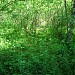 Переходное болото в городе Москва