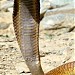 الخور (ar) in Nyala city