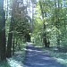 Цаговский лес в городе Жуковский