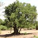 Apta Tree, Devrai, Bidwadi