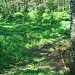 Самотёчный овраг в городе Москва
