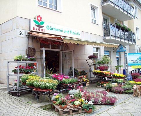 Blumen Damme Dresden Geschäft, Blumengeschäft