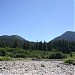 Hoh Rain Forest