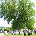 Лириодендрон или Тюльпанное дерево в городе Сочи