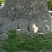 Лириодендрон или Тюльпанное дерево в городе Сочи