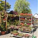 Blumengeschäft-Gitterseeflorist Cornelia Rost  in Stadt Dresden