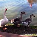 Parque Maria Angélica Manfrinato na São Pedro city
