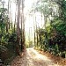 Bosque Municipal Doutor Octávio Moura Andrade na São Pedro city