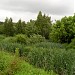 Заболоченный участок на реке Коровий враг (ru) in Moscow city