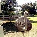 Mini Fazendinha na São Pedro city