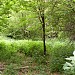 Лесопарк Марк (западная часть) (ru) in Moscow city