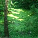 Заросший пруд и мост через ручей в городе Москва