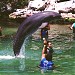 Dolphin and seal show (en) 在 香港 城市 
