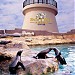 Dolphin and seal show (en) 在 香港 城市 