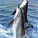 Dolphin and seal show (en) 在 香港 城市 