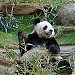 香港賽馬會大熊貓園 在 香港 城市 