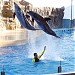 Dolphin and seal show (en) 在 香港 城市 