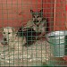 Бывший приют для безнадзорных животных ООО «Мир животных» в городе Москва
