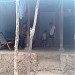Palav
