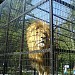 Grădina Zoologică (1955) în Bucureşti oraş