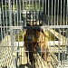 Grădina Zoologică (1955) în Bucureşti oraş