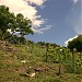 Sabile vineyard in Sabile city