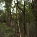 Fundo de Vale (Ouro Fino) na Rolândia city