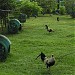 SIS / SCORPION OX GAME FARM