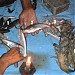 Fresh fish are available here. in Raghunathganj city