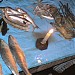 Fresh fish are available here. in Raghunathganj city