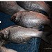 Fresh fish are available here. in Raghunathganj city