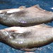 Fresh fish are available here. in Raghunathganj city