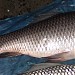 Fresh fish are available here. in Raghunathganj city