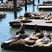 Lions de mer du K dock (fr) en la ciudad de San Francisco