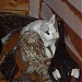 Museum of Permafrost in Igarka city