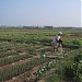 Growing vegetables in winter months