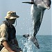 U.S. Navy Marine Mammal Program in San Diego, California city
