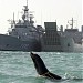 U.S. Navy Marine Mammal Program in San Diego, California city