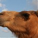 ((عزبة البوش(( عزبت داغــــــــــــــــــوس في ميدنة مدينة الذيد 