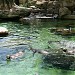 Humboldtpinguine