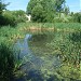 Пруд-болото в левобережной части поймы р. Яузы в городе Москва