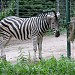 Zoo in Almaty city