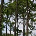 Long Pine Greenway in Coconut Creek, Florida city
