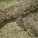 Устье 1-го Безымянного левого притока реки Жабенки в городе Москва
