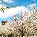 Japantown