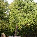 Ботанический памятник природы Гинкго Билоба — реликтовое дерево, единственное в городе в городе Таганрог