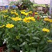 Tuincentrum Mollema (en) in Dokkum city