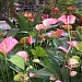 Tuincentrum Mollema (en) in Dokkum city
