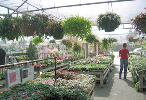 Plant Depot San Juan Capistrano California Nursery Trees Plant Depot