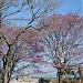 Praça Leonora Armstrong na Rolândia city